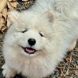 Poe - White male Samoyed puppy in Nampa, Idaho from Long Run Samoyeds