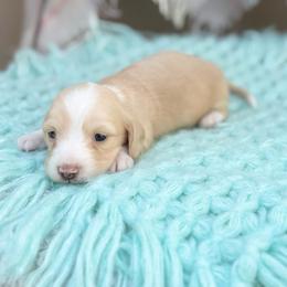 Sully - Cream male Dachshund puppy in Decatur, Mississippi from KP Dachshunds