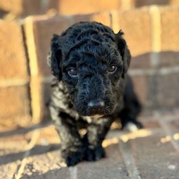 Waffles - Black male Goldendoodle puppy in Gastonia, North Carolina from Crowders Creek Doodles