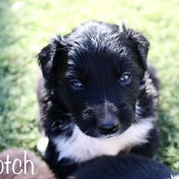Australian Shepherd Puppies from Tru Blu Aussies