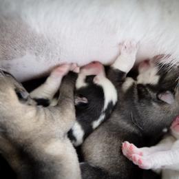 Siberian Husky Puppies from Ivie Huskies