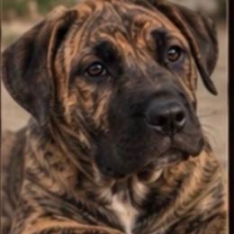 Baby Girl - Orange female Perro de Presa Canario puppy in Madison, Ohio from Joshua's Perro de Presa Canario