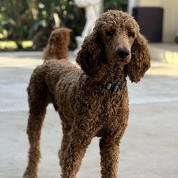 Kane - Poodle