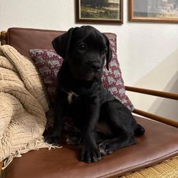 Raven - Black female Cane Corso puppy in Utah from 3Lake Kennelz