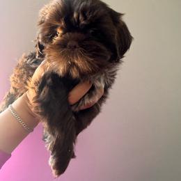 Jelly bean - Chocolate male Shih Tzu puppy in Azusa, California from RJ Shih Tzu lover
