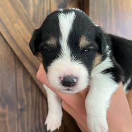 Han Solo - Sable male Old Time Scotch Collie puppy in Mars Hill, North Carolina from Brambly Mountain Farm