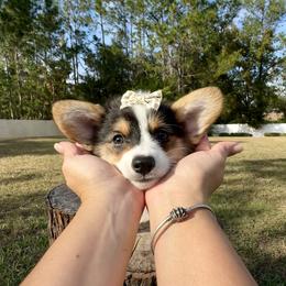 Star - Black and tan female American Corgi puppy in Florida from Sunrise Corgis