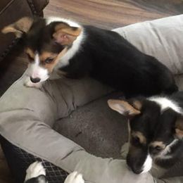 Pembroke Welsh Corgis from Mystery Acres