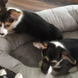 Pembroke Welsh Corgis from Mystery Acres