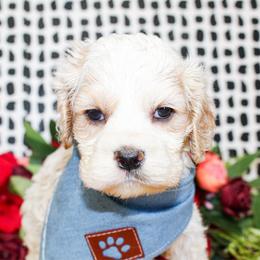 Nico - Buff and white male Cocker Spaniel puppy in Rattan, Oklahoma from Double M Cocker Spaniels