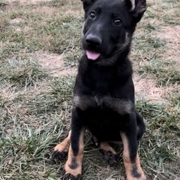 German Shepherd Puppies from Kyon Kennel LLC