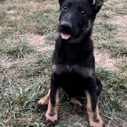 German Shepherd Puppies from Kyon Kennel LLC