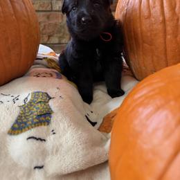 Red - Black male German Shepherd puppy in Cody, Wyoming from Faoladh German Shepherds