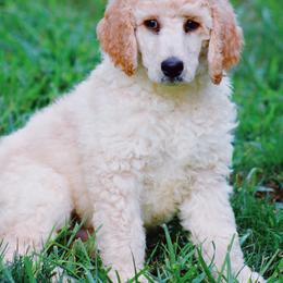 Australian Labradoodle and Poodle Puppies from Hunter Farm