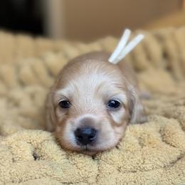 Sterling - Cream male Dachshund puppy in Wharton County, Texas from Country Bumpkins