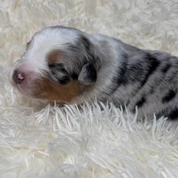 Dally - Blue merle male Australian Shepherd puppy in Olivehurst, California from Double M Aussies