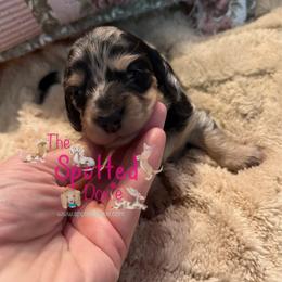 Black and cream dapple - Dapple female Dachshund puppy in Mt. Vernon, Texas from The Spotted Doxie