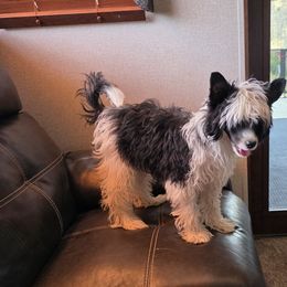 Joey - White and black male Chinese Crested puppy in Utah from Mlee puppies