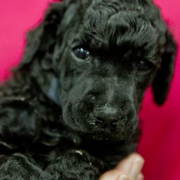 Poodle Puppies from Lido Rose C