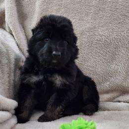 Green Collar - Black and red female German Shepherd puppy in Louisville, Ohio from Crooked River German Shepherds