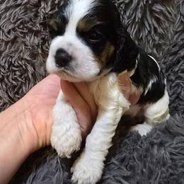 Queen - Black white and tan female Cocker Spaniel puppy in Florence, South Carolina from Reddick's American Cocker Spaniels