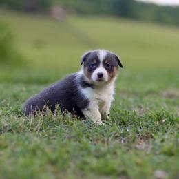 Girl 6 - Blue female Pembroke Welsh Corgi puppy in Ocala, Florida from Dolan Farms Corgis
