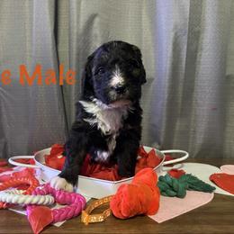 Orange - Black tan and white male Bernese Mountain Dog puppy in Delton, Michigan from Rocky Top Acres
