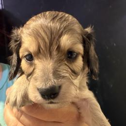 Brave-Boy 1 - Cream male Dachshund puppy in Bigfork, Minnesota from Dachshunds Up North