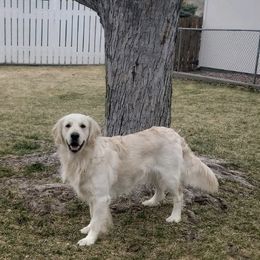 Chance - Golden Retriever