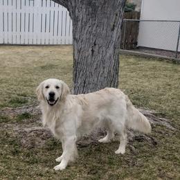 Chance - Golden Retriever
