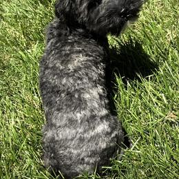 Havanese All Grown Up from HavtaHavRhavanese