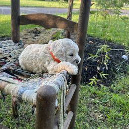 Cockapoo Puppies from East St. Poodles & Doodles