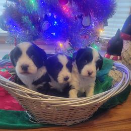 Boy 3 - male Tibetan Terrier puppy in Jerseyville, Illinois from Dzine Tibetan Terriers