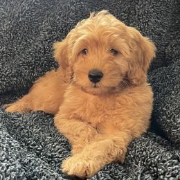 Goldendoodle and Poodle Puppies from Duffey’s IncrediDoodles