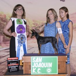 Fury - Manchester Terrier