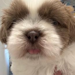 Ben - Blue male Shih Tzu puppy in Ridgecrest, California from Love4Shihtzu