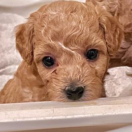 Maltipoo Puppies from Sheryls Puppies