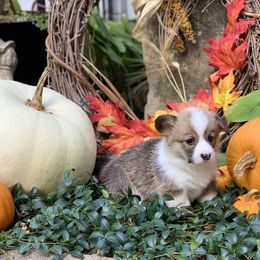 Pembroke Welsh Corgi Puppies from A&A’s Adorable Corgis