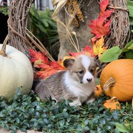 Pembroke Welsh Corgi Puppies from A&A’s Adorable Corgis