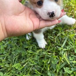 Dallas (AKC) - Red male Pembroke Welsh Corgi puppy in Loma Linda, California from Osorio’s Corgis