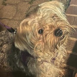 Maltese, Maltipoos, Poodles, Yorkipoos, and Yorkshire Terriers from Cudi’s Buddies