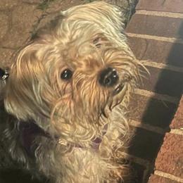 Maltese, Maltipoos, Poodles, Yorkipoos, and Yorkshire Terriers from Cudi’s Buddies