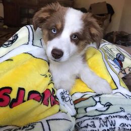Aussiedoodle, Australian Shepherd, Miniature American Shepherd, and Miniature Australian Shepherd Puppies from Bline's Awesome Aussies