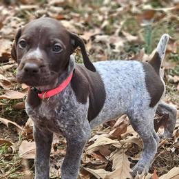 German Shorthaired Pointer Puppies from Jenny Ridge Kennels