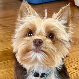 Yorkshire Terriers from Angel Spun Yorkies