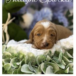 Twilight Sparkle - Apricot female Australian Labradoodle puppy in Gladstone, Oregon from Beaver State Labradoodles