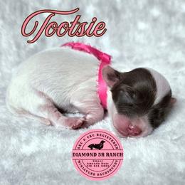 TOOTSIE - Piebald female Dachshund puppy in Columbia, Louisiana from Diamond 5R Ranch AKC & CKC Miniature Dachshunds