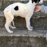 Borzoi Puppies from Ivanhoe Borzoi