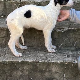 Borzoi Puppies from Ivanhoe Borzoi