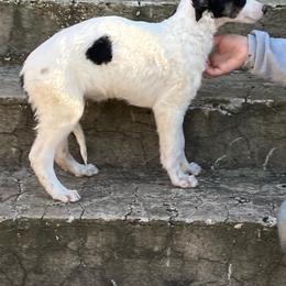 Borzoi Puppies from Ivanhoe Borzoi